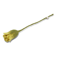 Tulipan - Gul