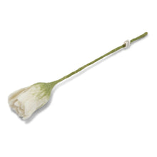 Tulipan - Hvid