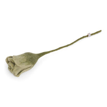 Tulipan - Mint Grøn
